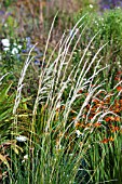 STIPA PSEUDOICHU PLANTED WITH CROCOSMIA X CROCOSMIOIDES CASTLE WARD LATE