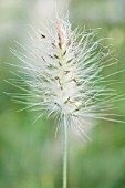 PENNISETUM VILLOSUM