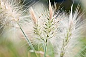 PENNISETUM VILLOSUM