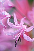 NERINE BOWDENII WELLSII