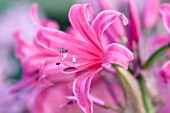 NERINE BELLADONNA ANNEKE