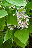 CATALPA SPECIOSA