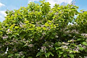 CATALPA SPECIOSA