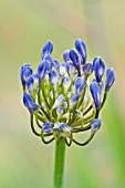 AGAPANTHUS CASCADE