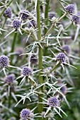 ERYNGIUM VARIFOLIUM