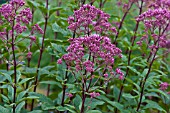 EUPATORIUM MACULATUM ATROPURPUREUM