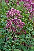 EUPATORIUM MACULATUM ATROPURPUREUM