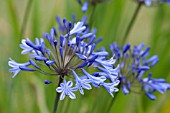 AGAPANTHUS CASCADE