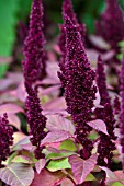 AMARANTHUS HYPOCHONDRIACUS