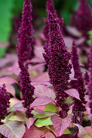 AMARANTHUS_HYPOCHONDRIACUS