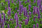 AGASTACHE RUGOSA