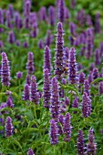 AGASTACHE RUGOSA