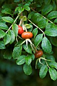 ROSA RUGOSA HIPS