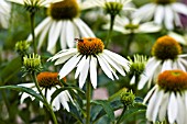 ECHINACEA PURPUREA WHITE SWAN