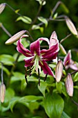 LILIUM BLACK BEAUTY