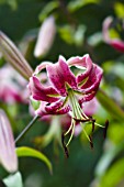 LILIUM BLACK BEAUTY