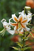 LILIUM WHITE HENRYI