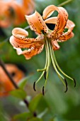 LILIUM HENRYI