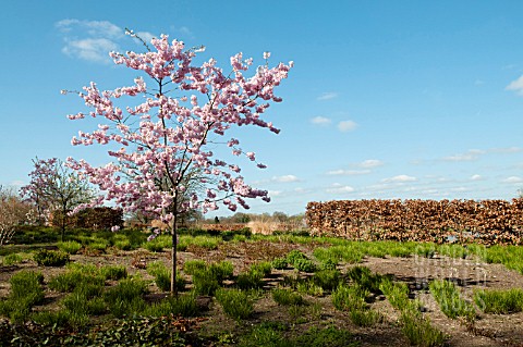 PRUNUS_ACCOLADE_FLANKED_BY_FAGUS_SYLVATICA_HEDGE_AT_RHS_GARDEN_WISLEY