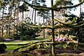 ARAUCARIA ARAUCANA IN THE PINETUM AT RHS GARDEN WISLEY