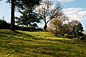 THE ALPINE MEADOW AT RHS GARDEN WISLEY PLANTED WITH NARCISSUS BULBOCODIUM SPRING