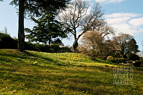 THE_ALPINE_MEADOW_AT_RHS_GARDEN_WISLEY_PLANTED_WITH_NARCISSUS_BULBOCODIUM_SPRING