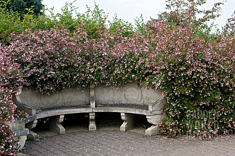 ABELIA_X_GRANDIFLORA_RHS_GARDEN_WISLEY