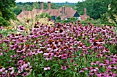 ECHINACEA PURPUREA RUBINSTERN AT RHS GARDEN WISLEY