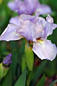 IRIS JEREMY BRIAN  DWARF BEARDED IRIS