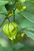 PHYSALIS IXOCARPA VIOLET