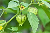 PHYSALIS IXOCARPA VIOLET