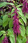 AMARANTHUS CAUDATUS