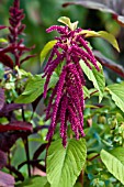 AMARANTHUS CAUDATUS