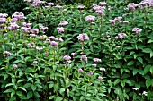 EUPATORIUM CANNABINUM