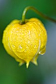 CLEMATIS BILL MACKENZIE