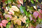 PARTHENOCISSUS QUINQUEFOLIA