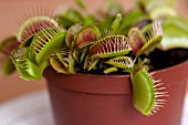 DIONAEA MUSCIPULA VENUS FLY TRAP