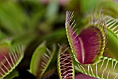 DIONAEA MUSCIPULA VENUS FLY TRAP