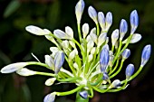 AGAPANTHUS CASCADE