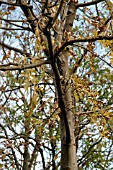 FRAXINUS EXCELSIOR, CHALARA FRAXINEA.  ASH TREE DIEBACK.