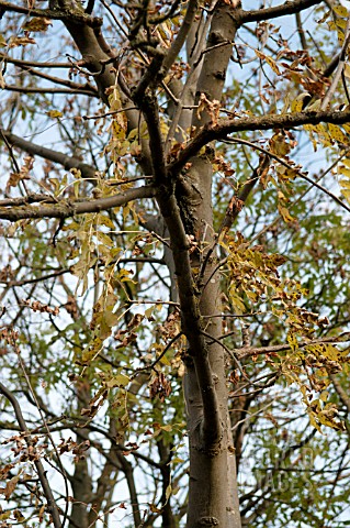 FRAXINUS_EXCELSIOR_CHALARA_FRAXINEA__ASH_TREE_DIEBACK