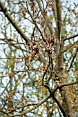 FRAXINUS EXCELSIOR, CHALARA FRAXINEA.  ASH TREE DIEBACK.