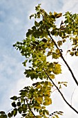 FRAXINUS EXCELSIOR, CHALARA FRAXINEA.  ASH TREE DIEBACK.