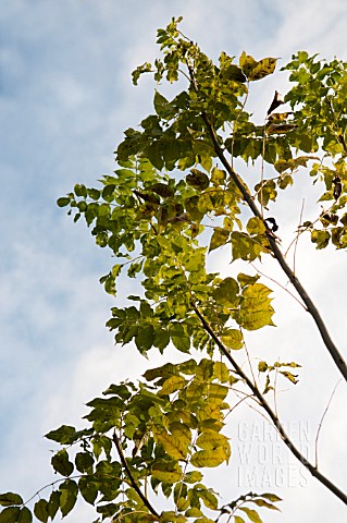 FRAXINUS_EXCELSIOR_CHALARA_FRAXINEA__ASH_TREE_DIEBACK