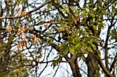 FRAXINUS EXCELSIOR, CHALARA FRAXINEA.  ASH TREE DIEBACK.