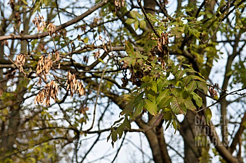 FRAXINUS_EXCELSIOR_CHALARA_FRAXINEA__ASH_TREE_DIEBACK