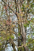 FRAXINUS EXCELSIOR, CHALARA FRAXINEA.  ASH TREE DIEBACK.