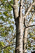 FRAXINUS EXCELSIOR, CHALARA FRAXINEA.  ASH TREE DIEBACK.