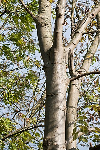 FRAXINUS_EXCELSIOR_CHALARA_FRAXINEA__ASH_TREE_DIEBACK