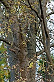 FRAXINUS EXCELSIOR, CHALARA FRAXINEA.  ASH TREE DIEBACK.